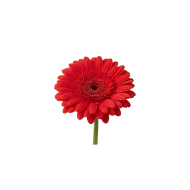 flor gérbera vermelha recortada